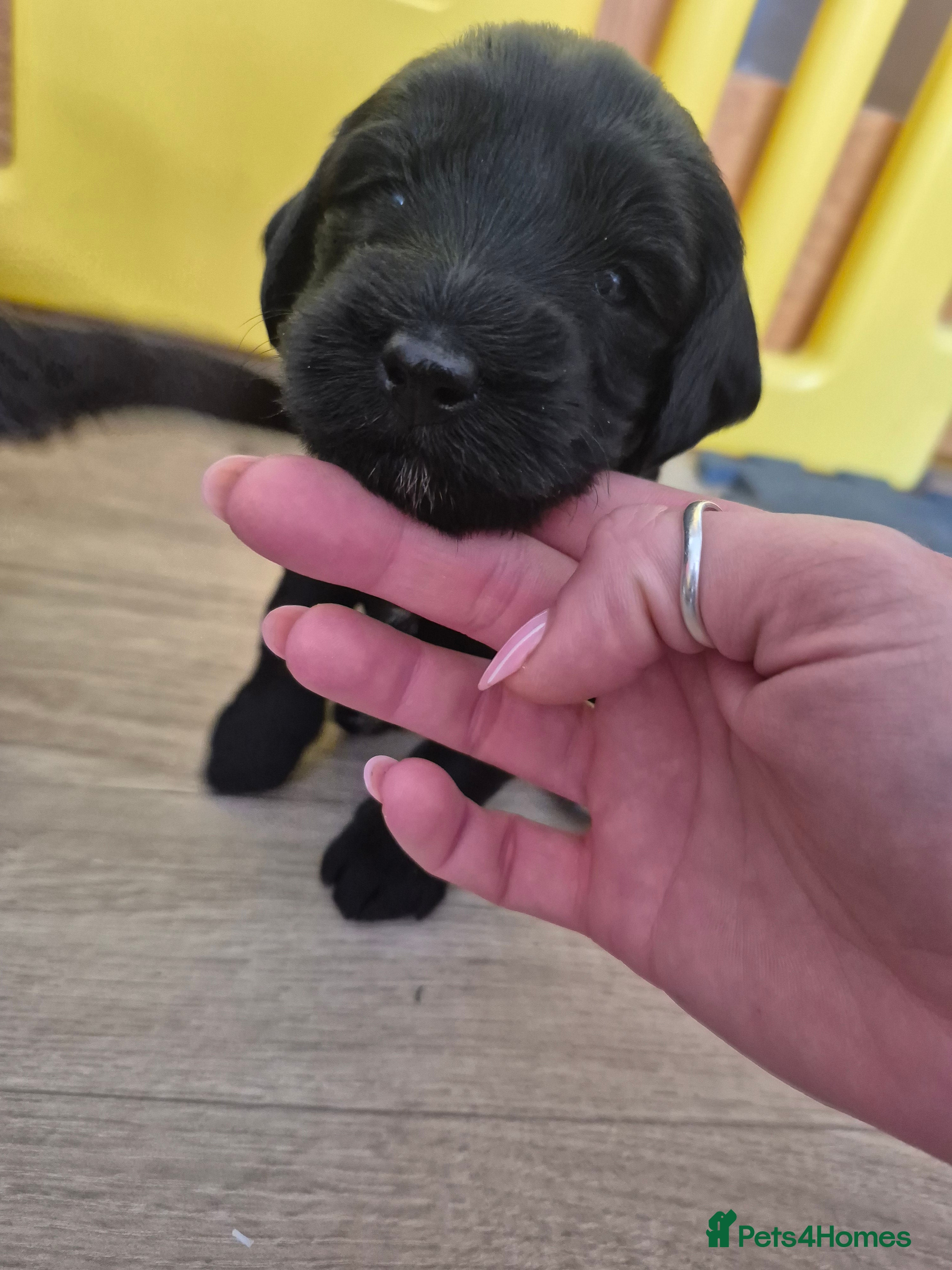 Mixed Breed dogs  La schnoodle pup DNA test dad  - Advert 2