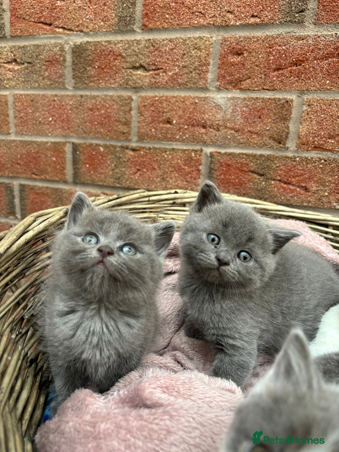British Shorthair cats for sale: British shorthair kittens  - Image 10