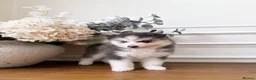 Pomsky dogs for sale: Stunning Blue Eyed Pomskies in London - ready  - Advert 3