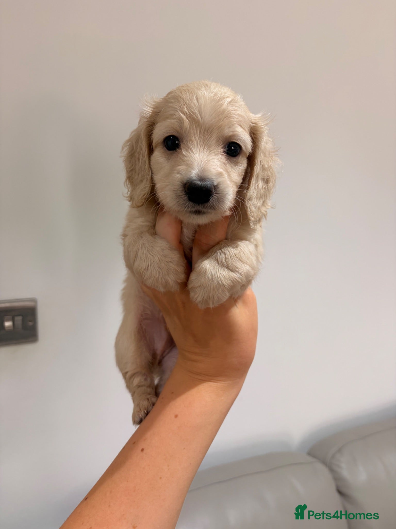 Miniature Dachshund dogs Quality cream mini dachshunds - Advert 1