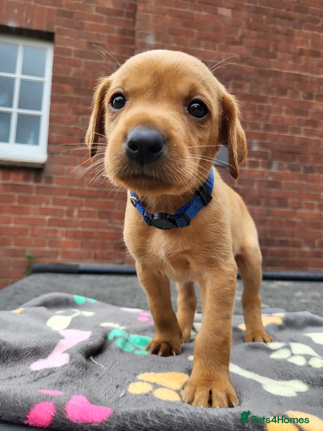Labrador Retriever dogs for sale: Kc labrador puppies  - Image 1