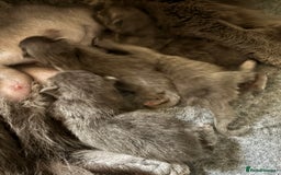 Maine Coon cats for sale: Gccf reg Maine coon kittens - Image 14