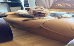 Yorkshire Terrier dogs for stud: Beautiful Yorkshire terrier  in Hornchurch - Advert 14