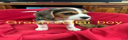 Beagle dogs for sale: Beautiful Beagle Puppies for sale - Advert 6