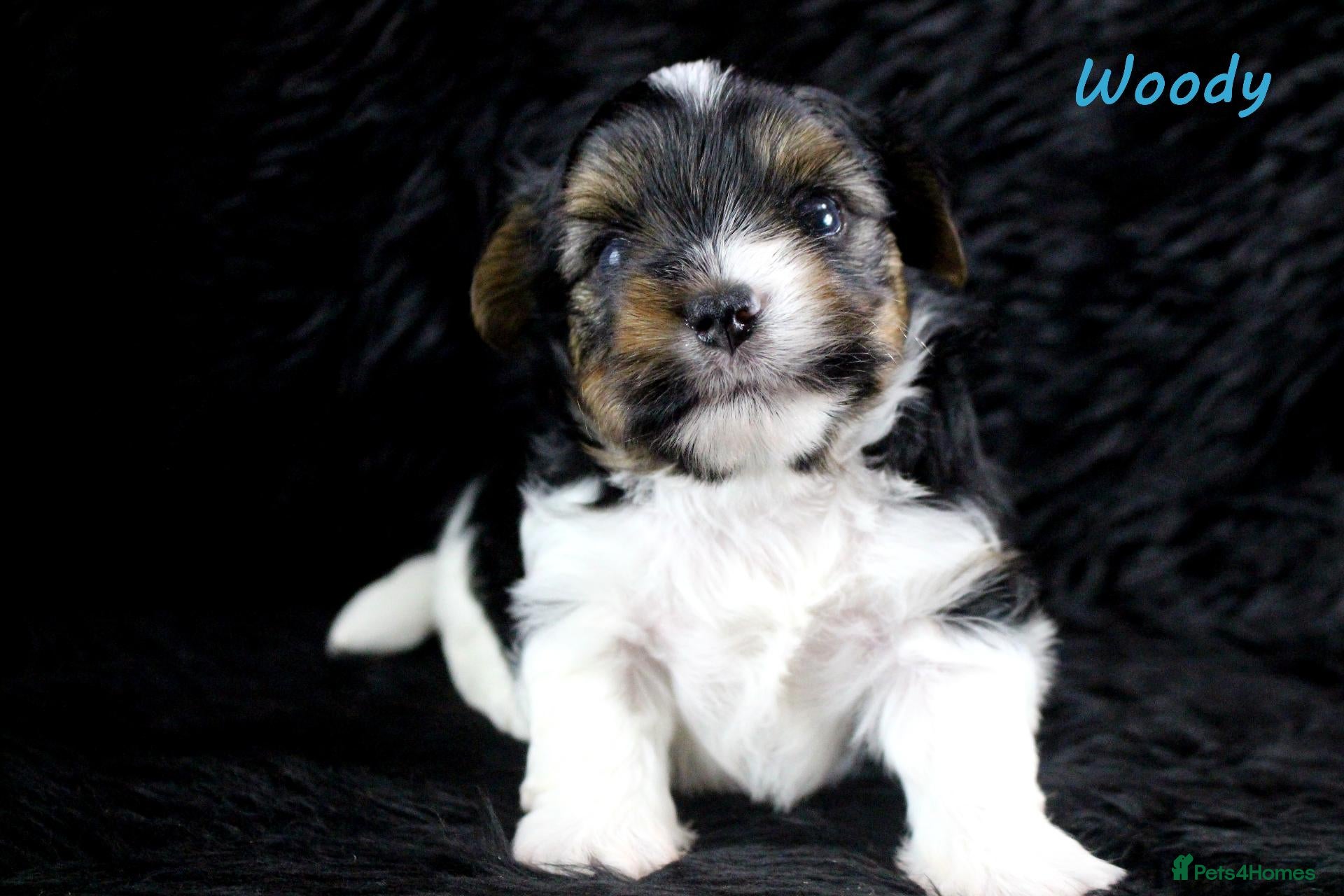Biewer Terrier dogs for sale: ✨Stunning Biewer Yorkshire Terriers Ready Dec 26 ✨ - Advert 1