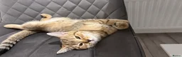 British Shorthair cats for sale: Kitten ,British shot hair  - Advert 5