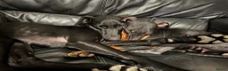 Mixed Breed dogs for sale: Manchester Terrier cross Lurcher beautiful puppy in Barnsley - Advert 7