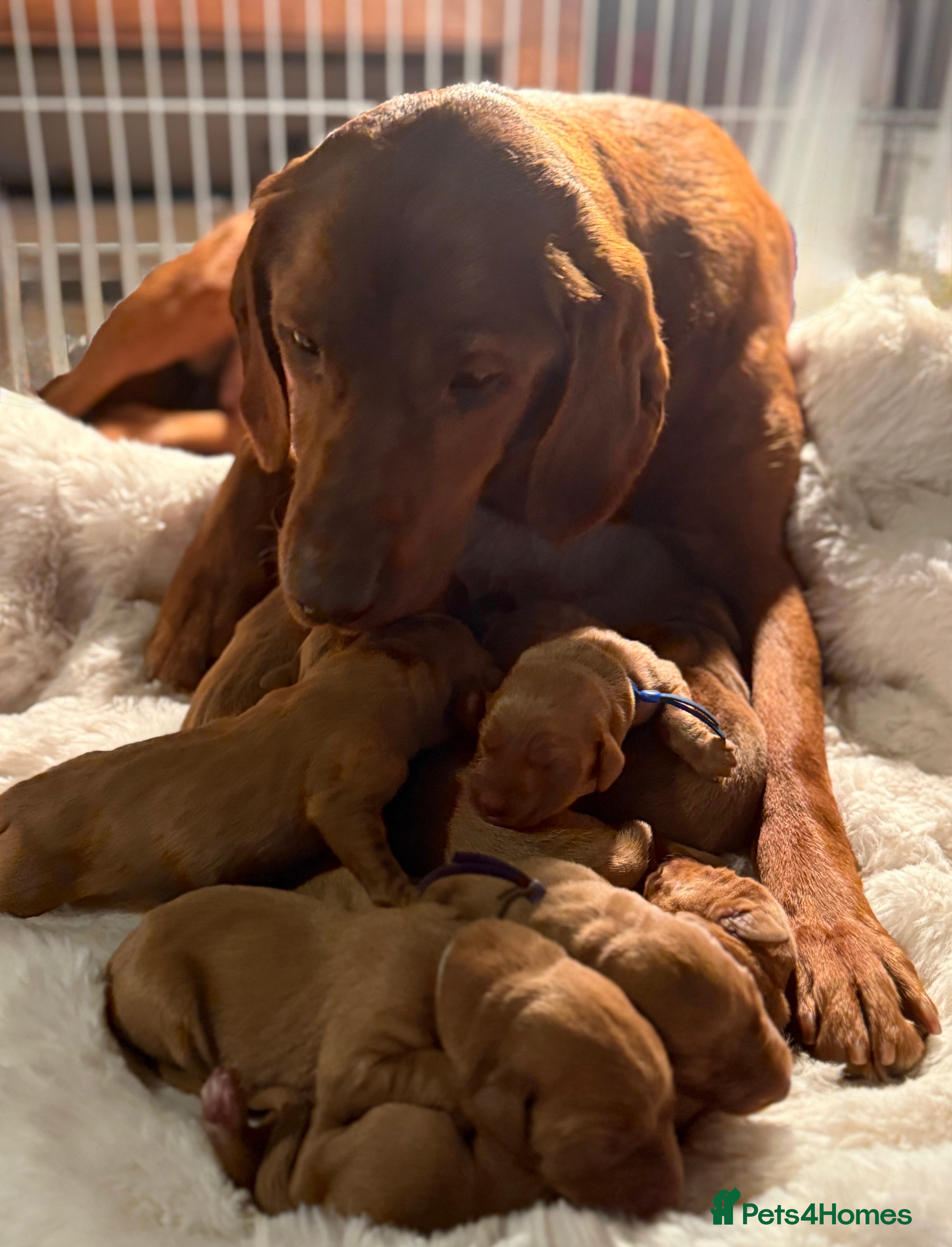 Labrador Retriever dogs Outstanding Fox Red Labradors 5 Heath test status - Advert 2