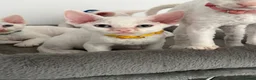 Devon Rex cats for sale: Ready to go ❤️devon rex female available 😻❤️ - Advert 9