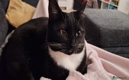 Domestic Shorthair cats for sale: Beautiful female cat - Image 1