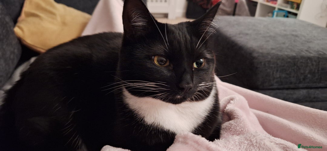 Domestic Shorthair cats for sale: Beautiful female cat - Image 1