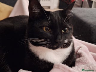 Domestic Shorthair cats - Advert 8