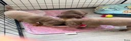 Labrador Retriever dogs for sale: Big beautiful chunky Labrador puppies - Advert 8