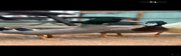 Ducks poultry for sale: 2 Rouen Drakes Looking for Home - Advert 3