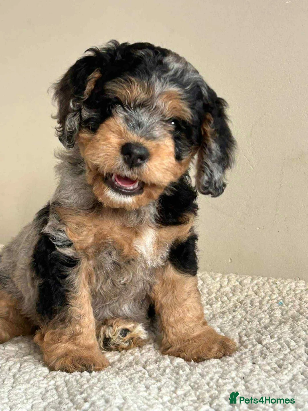 Cockapoo dogs for stud: unique and beautiful f3 american cockapoo stud - Advert 31