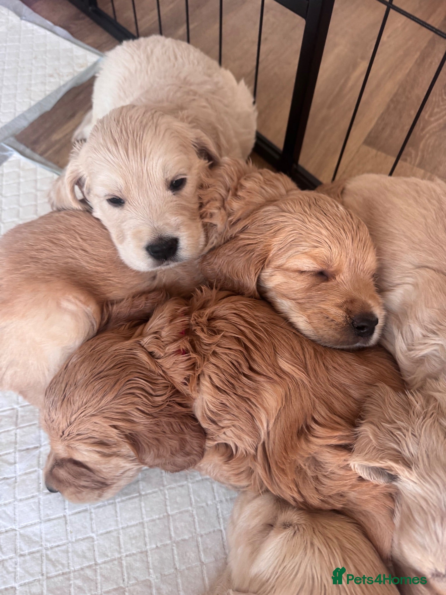 Golden Retriever dogs Mini Golden Retriever/Dakota Sport Retriever - Advert 9