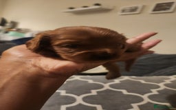 Cavapoo dogs for sale: 🐾 F1B Cavapoo Puppies – Ready 5th September 🐾 - Image 3
