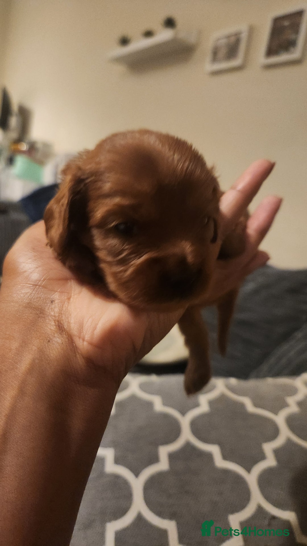 Cavapoo dogs for sale: 🐾 F1B Cavapoo Puppies – Ready 5th September 🐾 - Image 3