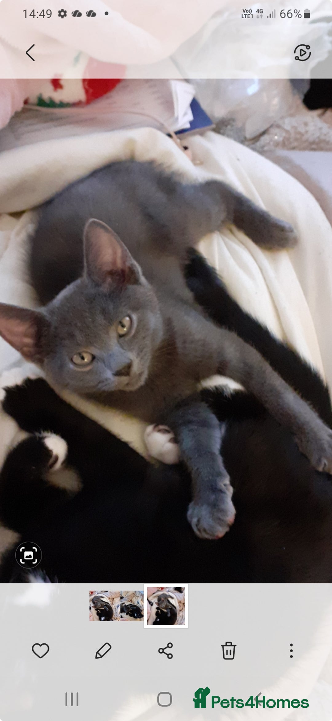 Mixed Breed cats for sale: Gorgeous kittens ready - Advert 6