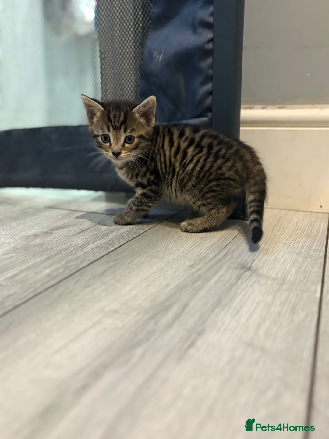 Mixed Breed cats for sale: Kittens for sale - Advert 1