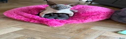 Cornish Rex cats for sale: Beautiful Cornish Rex’s ready for their new homes - Advert 1