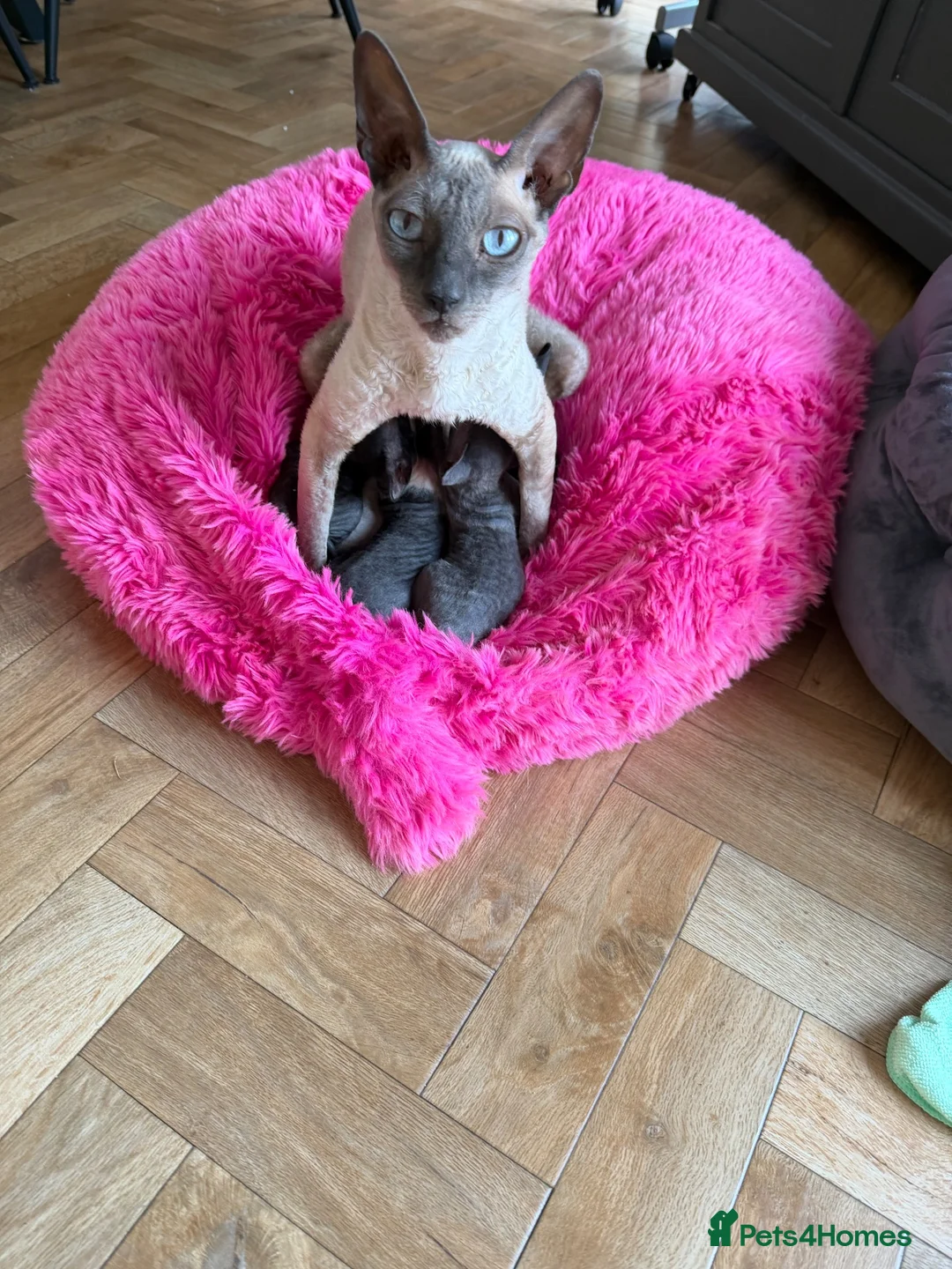 Cornish Rex cats for sale: Beautiful Cornish Rex’s ready for their new homes - Advert 1