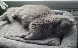 British Longhair cats for sale: 4 year old long haird British blue - Image 3
