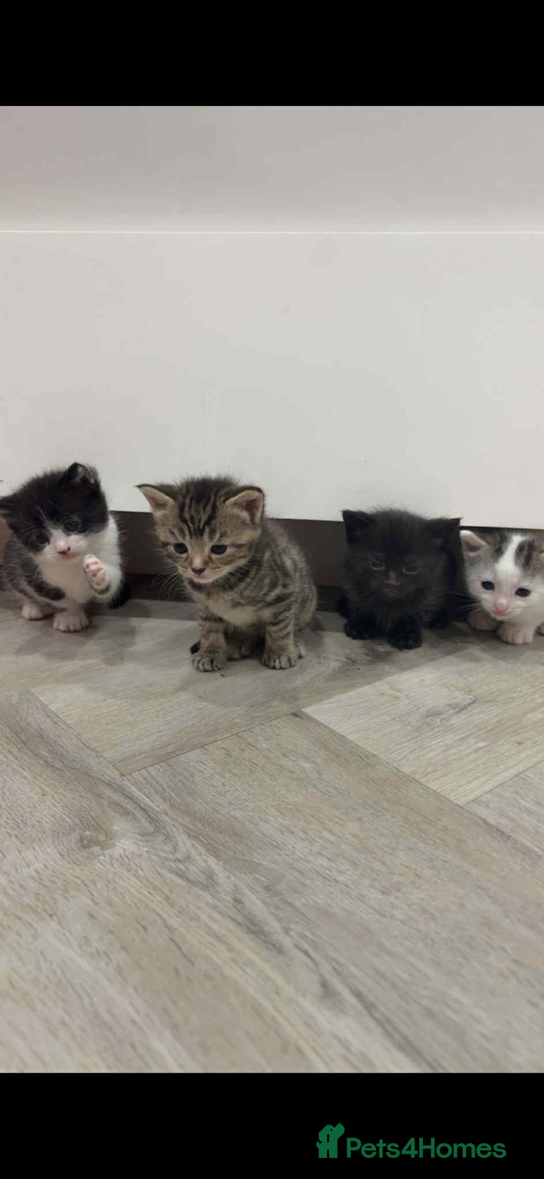 Mixed Breed cats for sale: KITTENS FOR SALE - Image 7