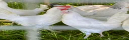 Chickens poultry for sale: Hybrid Hen Chickens For Sale Light Sussex Leghorn in Tonbridge - Advert 6