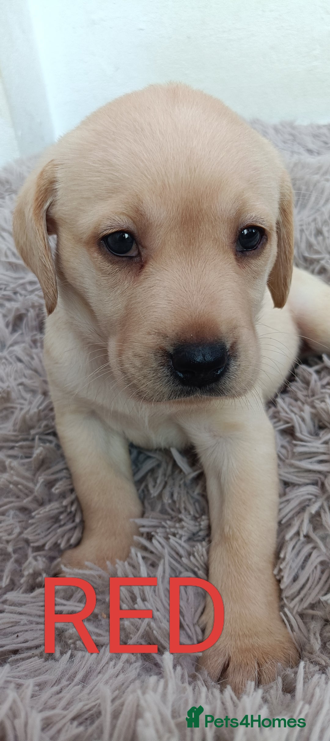 Labrador Retriever dogs for sale: Labrador puppies  - Image 2
