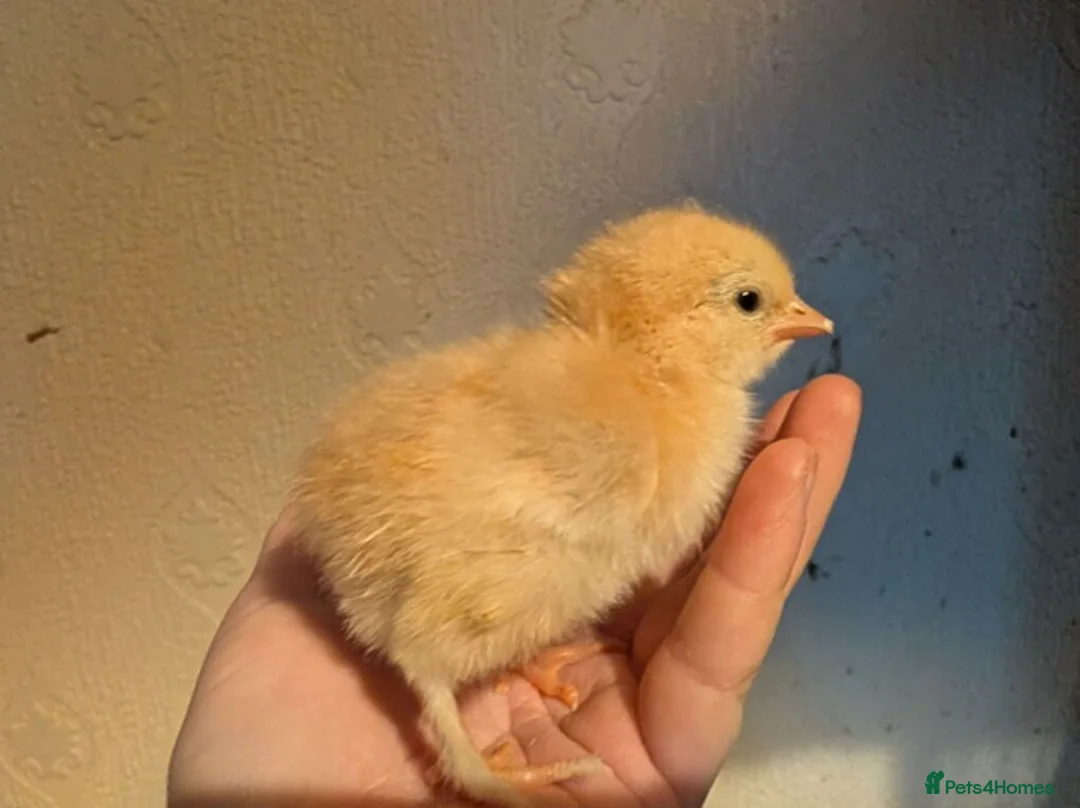 Chickens poultry for sale: 4 Brahma x unsexed chicks - Advert 1