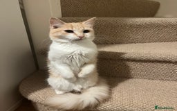 Domestic Shorthair cats for sale: Cream and white longhair cat  - Image 5