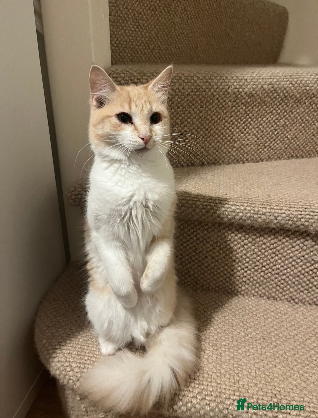 Domestic Shorthair cats for sale: Cream and white longhair cat  - Image 5