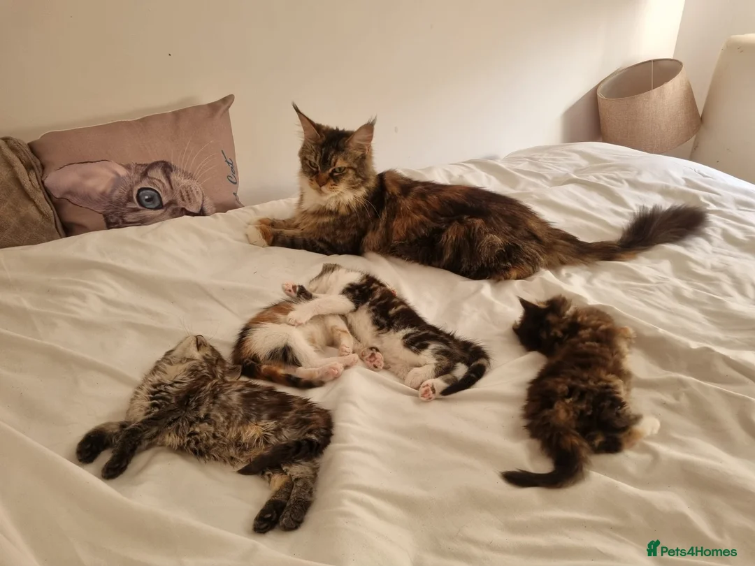 Mixed Breed cats for sale: READY TO GO little half Maine Coon kittens  - Advert 8