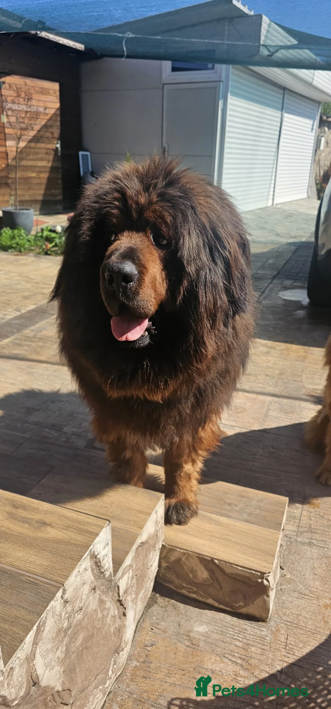 Tibetan Mastiff dogs for sale: Tibetan Mastiff puppies❤️ from the best blood line - Advert 1