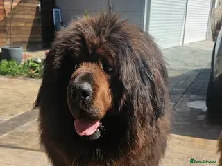 Tibetan Mastiff dogs Tibetan Mastiff puppies❤️ from the best blood line - Advert 10
