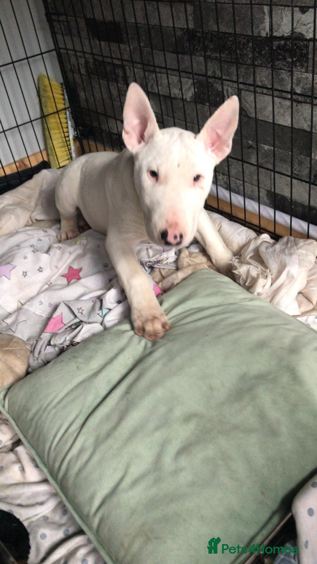 English Bull Terrier dogs for sale: Jayko KC Registered English Bull Terrier - Advert 7
