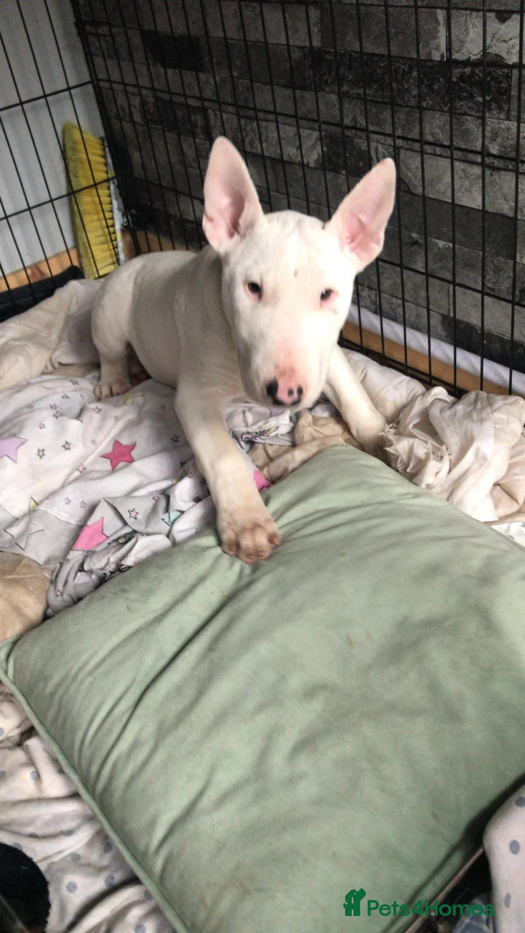 English Bull Terrier dogs for sale: Jayko KC Registered English Bull Terrier - Advert 12
