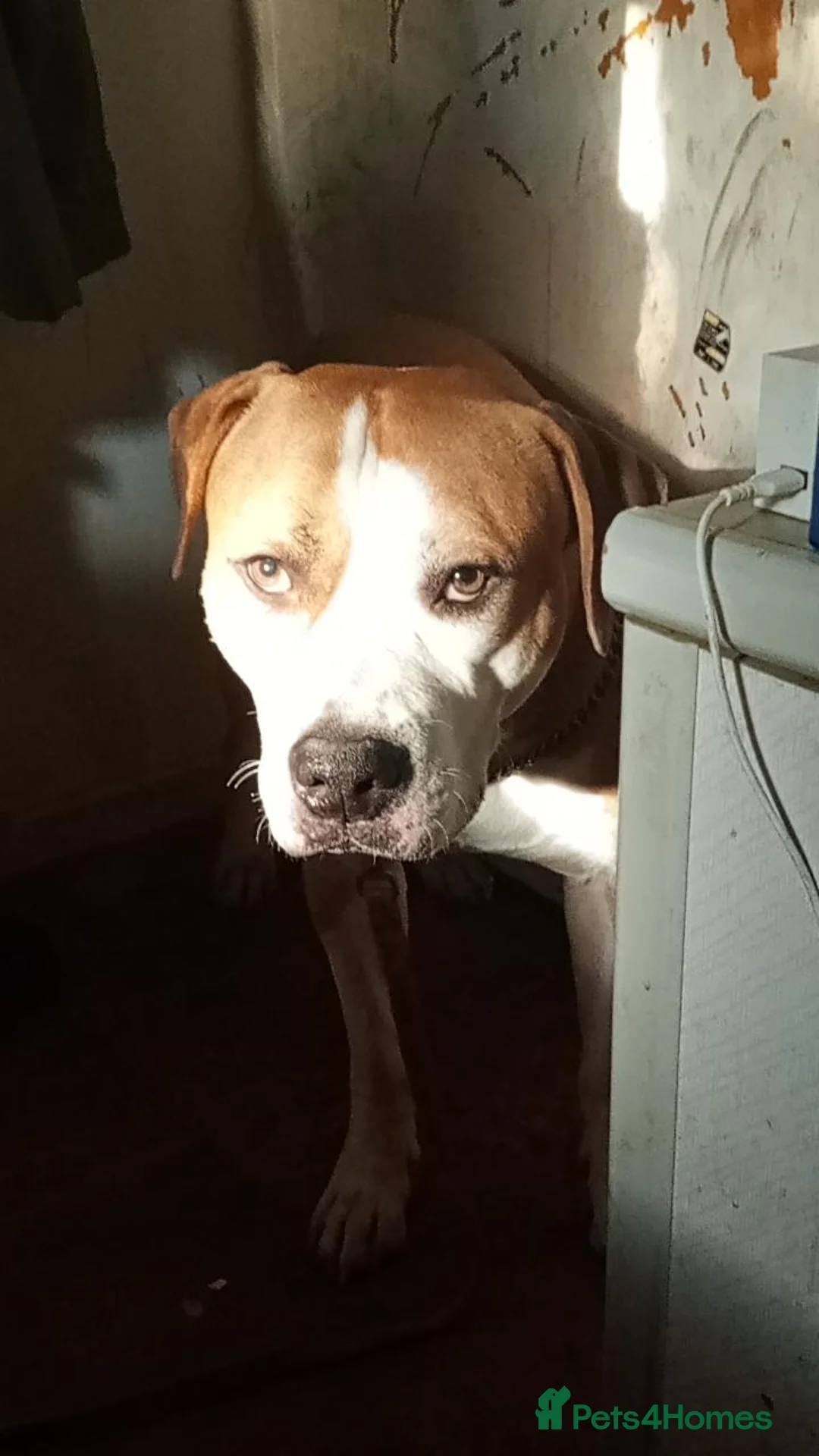 Mixed Breed dogs for sale: His name is chase  - Advert 2