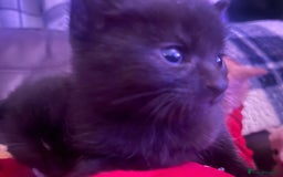 Domestic Shorthair cats for sale: 4 gorgeous kittens  - Image 27