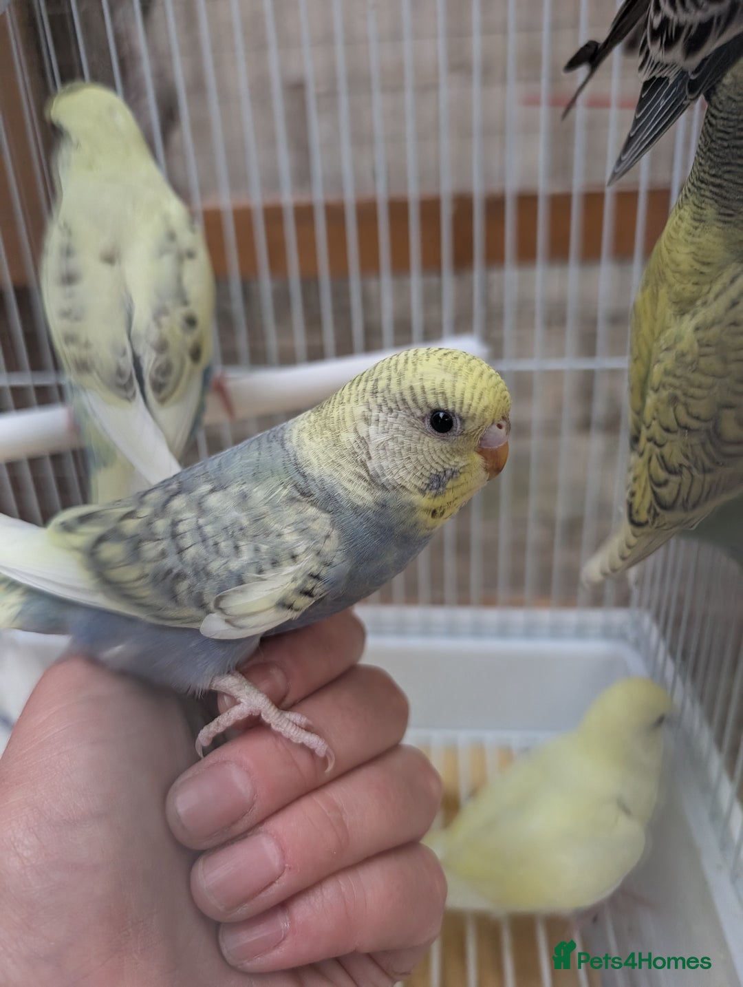 Budgerigars birds for sale: Baby budgies and starter cage  - Image 4