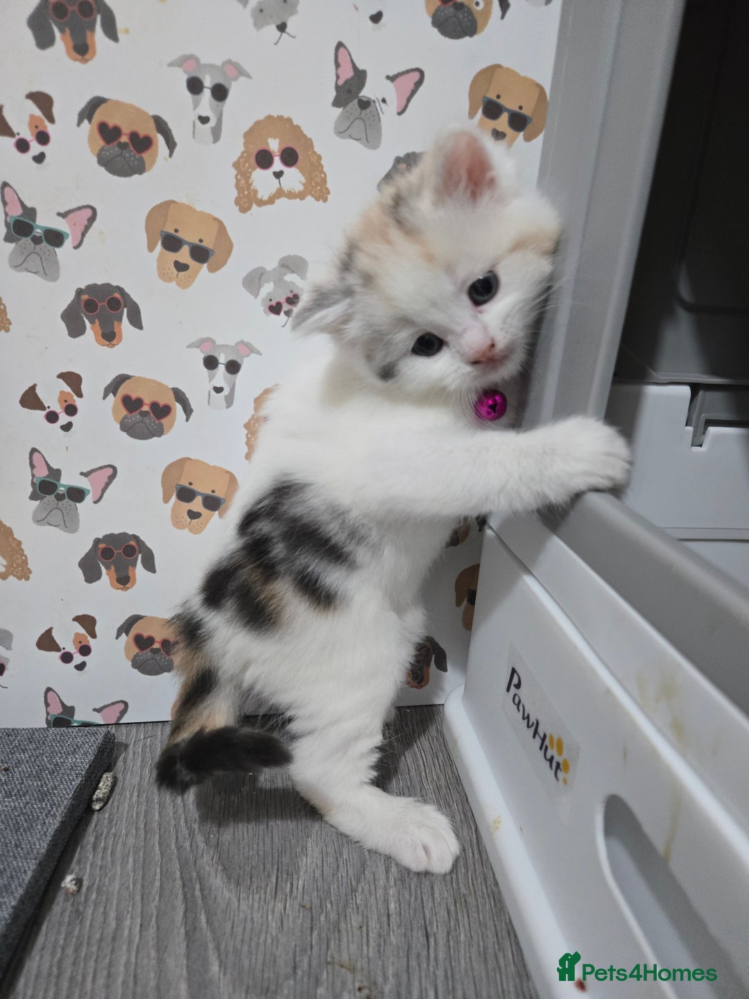 Brazilian Shorthair cats for sale: British shorthair x Persian  - Advert 30