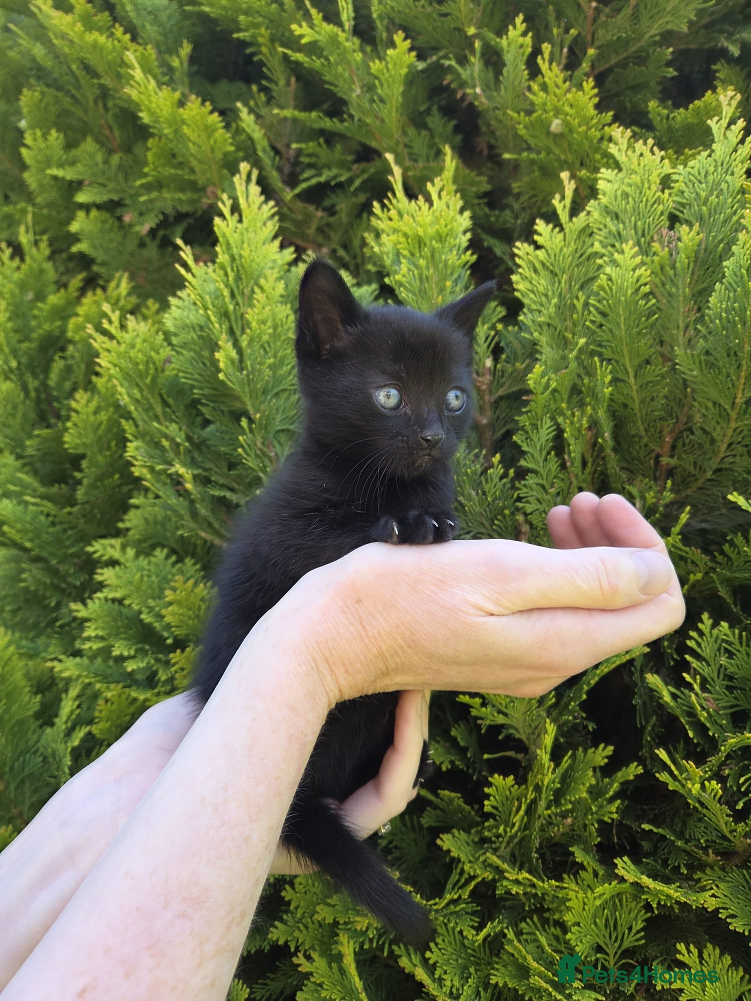 Mixed Breed cats Adorable black kitten - Advert 1