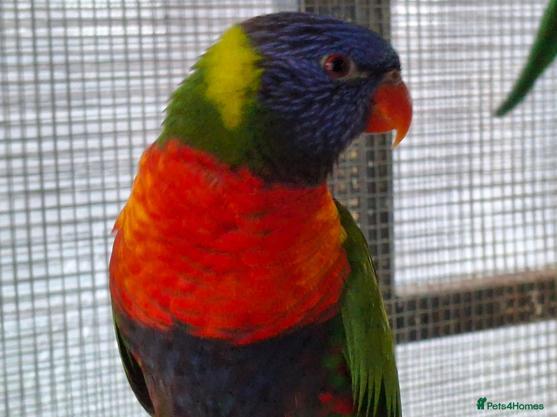 Lorikeets birds Rainbow Lorikeets for sale - Advert 3