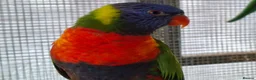 Lorikeets birds for sale: Rainbow Lorikeets for sale in Mansfield - Advert 1