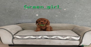 Cavapoo dogs - Advert 1