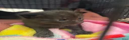 Mixed Breed cats for sale: Black kittens for sale - 2 boys & 1 girl  - Advert 13