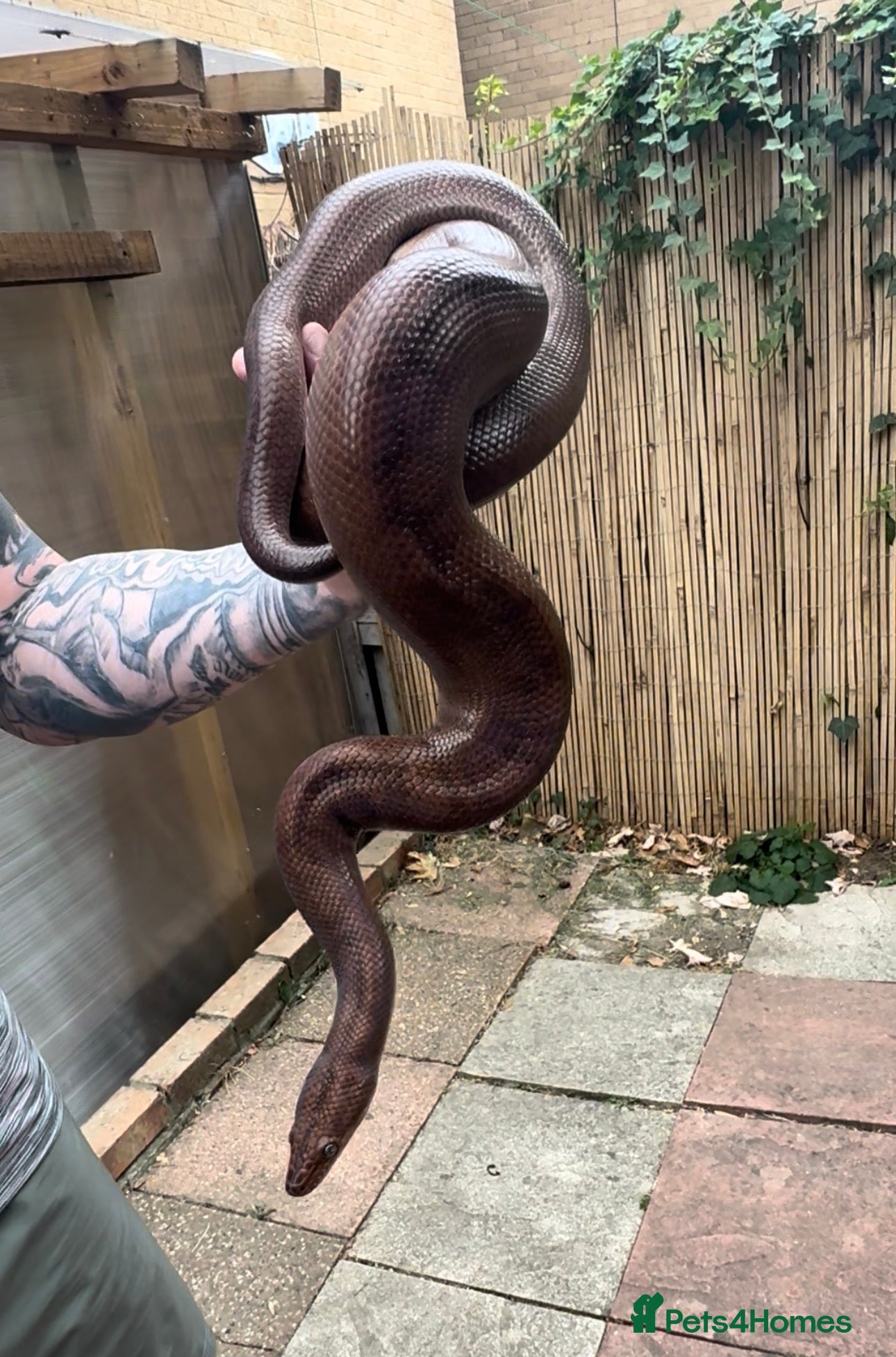 Boa Snake reptiles Colombian rainbow boa (F) - Advert 18