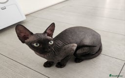 Sphynx cats for sale: 6 Lovely Canadian Sphynx kittens - Image 3