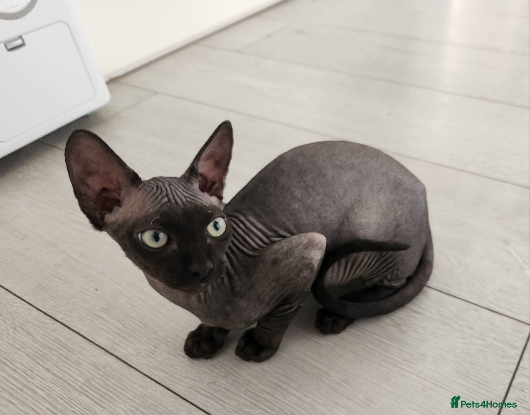 Sphynx cats for sale: 6 Lovely Canadian Sphynx kittens - Image 3